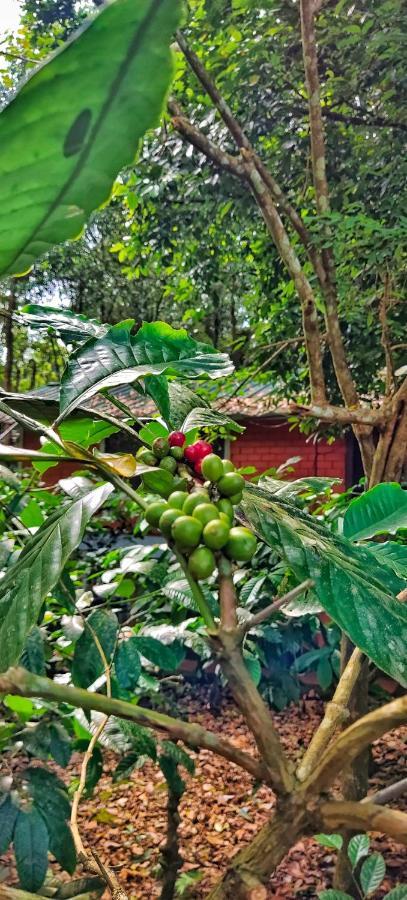 Wooden Cottages Glen Wayanad Meppādi Esterno foto